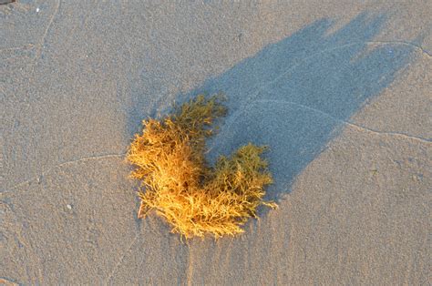 Free Images Beach Landscape Sea Sand Sunlight Texture Leaf