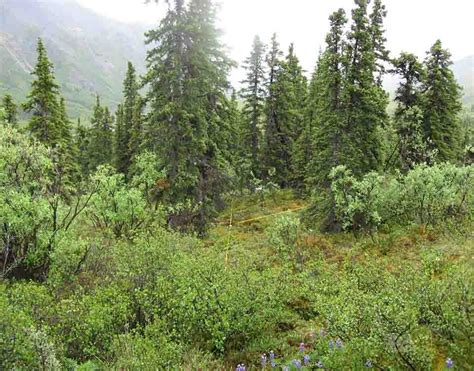 Fire Topography And Climate Drive Variation In Alaskas Boreal