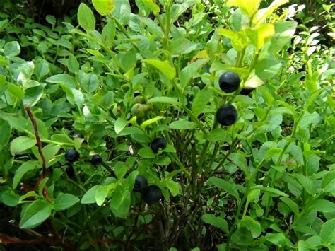 Bilberry Blaeberry Whortleberry Whinberry Windberry Myrtle Berry