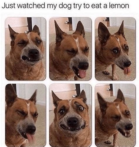 Pure Goodness Collection Of Doggo Memes Funny Animals Cute Funny