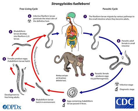 Strongyloidiasis Pictures