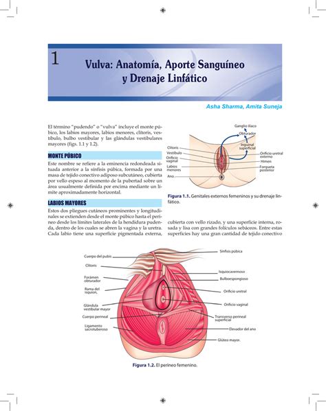 Vulva Anatomía Aporte Sanguíneo y Drenaje Linfático