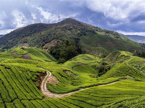 200 km away from kuala lumpur, this scenic place lures travellers from all over the world. Cameron Highlands (Maleisië) | Reisinformatie & Tips ...