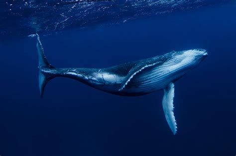 14 Affascinanti Specie Di Balene Baleen