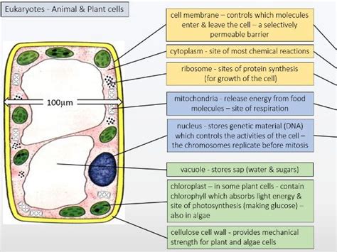 Aqa Gcse Biology Cells And Organelles Catch Up And Revision Teaching