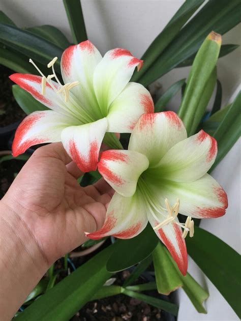 The Ultimate Guide To Growing Amaryllis From Seed Artofit