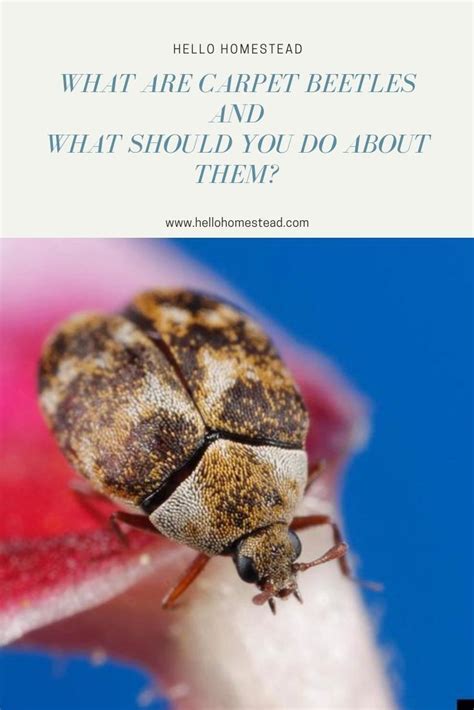 Their bites are not painful; Tiny Brown Bugs In Kitchen Cabinets | Home Inspiration
