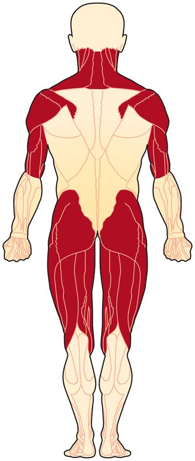 Each foot has five toes. Overview | Polymyositis | MDA