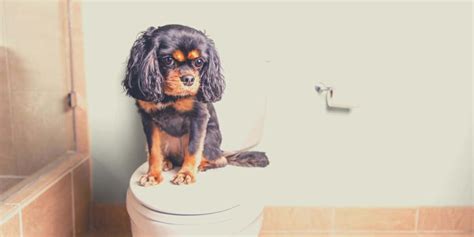 In horses, bladder stones can often be identified by transrectal palpation of the bladder. 10 Best Dog Food For Bladder Stones 2021 - nutrition tips