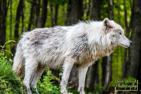Arctic Wolf In Quebec Arctic Wolf Arctic Wolf