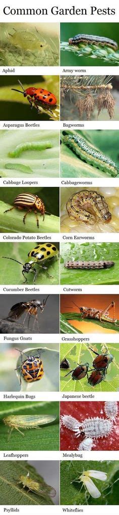 Insect Identification Chart Insect Identification Garden Pests