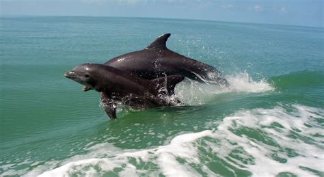 Vaquita Facts Size Habitat Population And Pictures