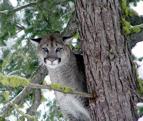 Rare Attack Cougar Kills Bicyclist Near North Bend Kuow News And