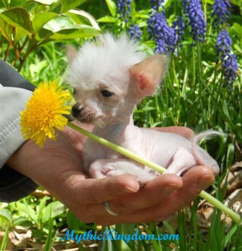 The Genetics Of The Chinese Crested Hubpages