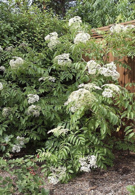 Ranch Elderberry Perennial Shrub Sambucus 325 Pot Perennial