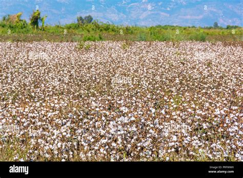 Cotton Fields Stock Photo Alamy