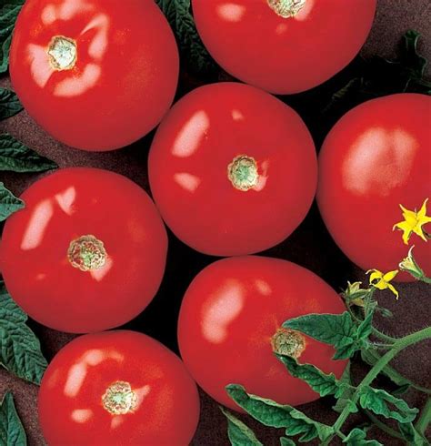 Mountain Fresh Plus Hybrid Vffnst Tomato Seeds — Seeds N Such
