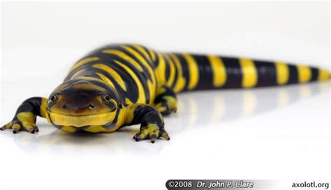 This Looks A Lot Like A Barred Tiger Salamander I Kept As A Pet For