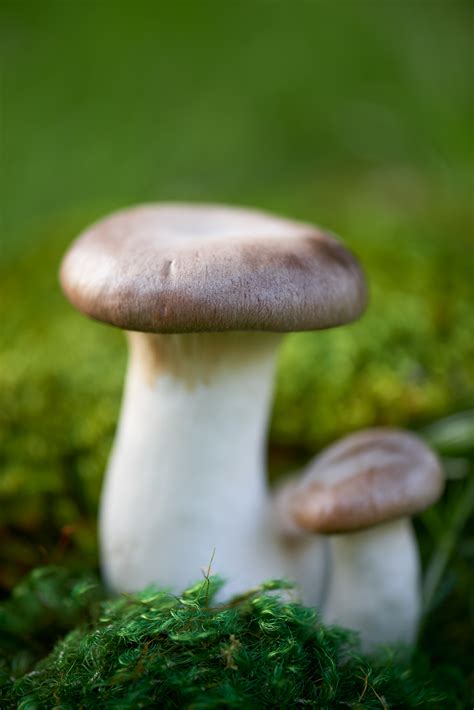 Mushrooms on Behance