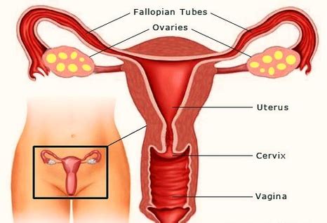 Let's take a look at the female system first. female reproductive organs | Anatomy System - Human Body Anatomy diagram and chart images