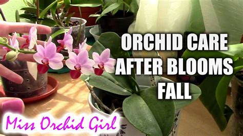 How To Care For Orchids After Blooms Fall Repotting Orchids Growing