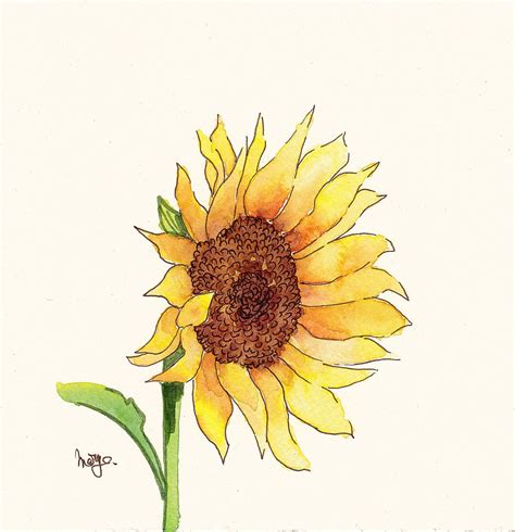Sunflower Watercolor Painting Sunflower Drawing Watercolor Paintings