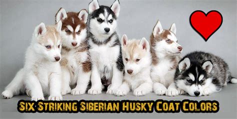 Six Striking Siberian Husky Coat Colors Dogs Addict