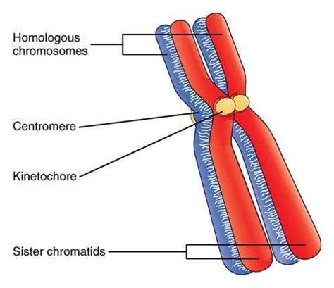 What Is A Homologous Chromosome Biology Explorer