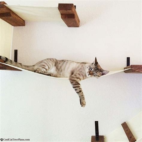The Best Cat Wall Shelves Of 2021 And Why You Need Them Cool Cat