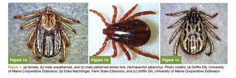 Missouri Ticks And Tick Borne Pathogen Surveillance