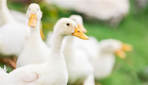 It feels like when i think i'm close to the end, i'm not even close. 5 Reasons Why Farmers Should Keep Ducks & Geese - Hobby Farms