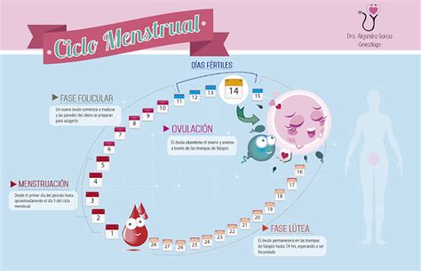 Ciclo Menstrualginecologa Blog De Inma Vinue Farmacéutica