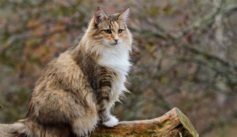 Norwegian Forest Cat Information And Cat Breed Facts Pets Feed
