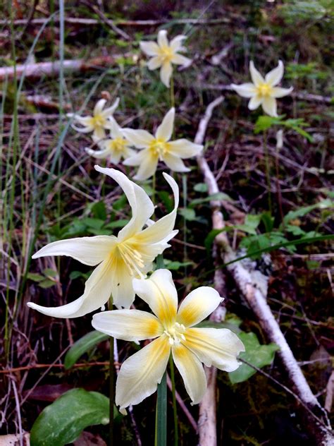 A Beautiful Native Wildflower California Fawn Lily And An Old Growth