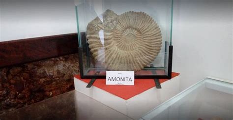 Museu Das Conchas Mangaratiba Qu Saber Antes De Ir Lo M S Comentado Por La Gente