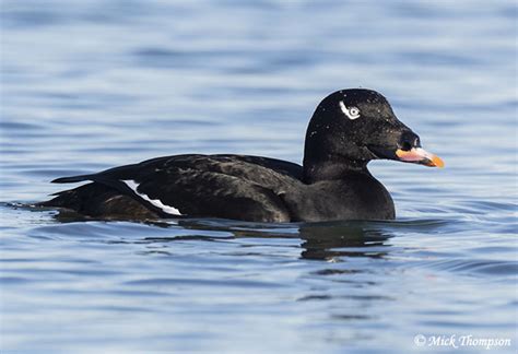 White Winged Scoter Melanitta Deglandi