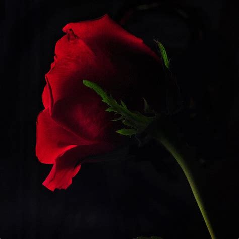 Backlit Red Rose By Bill Gracey Via Flickr Nirvana Rose Background