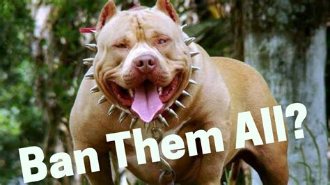 Are Pitbulls Dangerous Dogs