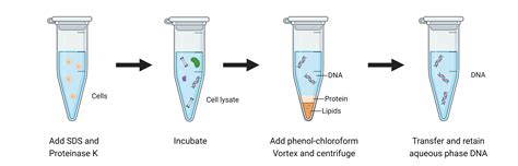 Overview Of Dna Extraction Methods Aat Bioquest