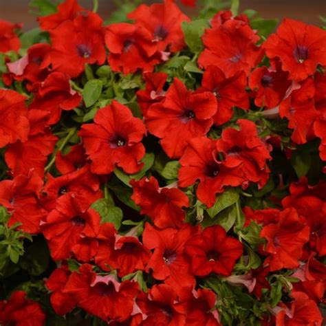 Surfinia® Trailing Red Petunia Hybrid Proven Winners