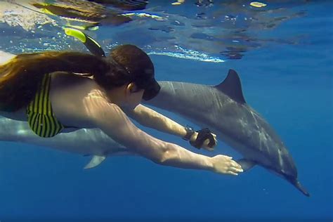 Federal Officials Want To Ban Swimming With Dolphins In Hawaii The