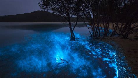 Bioluminescent Algae Puts Sparkle In Photographers Eyes Your Photos Southern Highland News