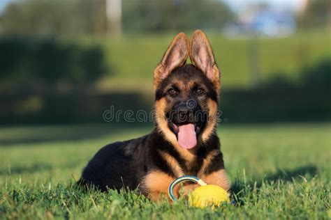 German Shepherd Puppy Outdoors In Summer Stock Photo Image Of