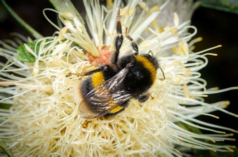 Aussie Scientists Need Your Help Keeping Track Of Bees Please