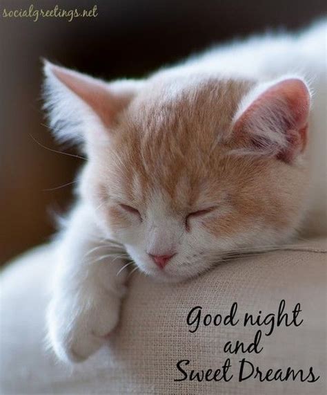 Sweet Dreams Cute Cat Good Night Images Animaltree