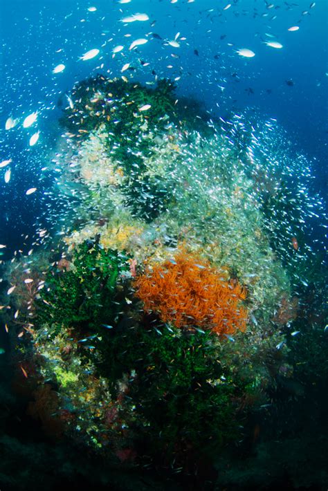 Ocean Safari Scuba Blog Underwater Traffic Jam
