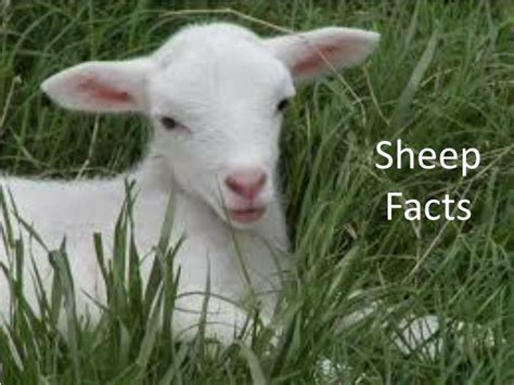 Ppt Sheep Facts Powerpoint Presentation Free Download Id2297589