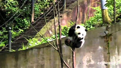 Amazing Footage Of Panda Cub Climbing A Tree Youtube