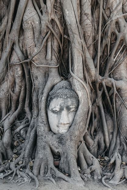Premium Photo Buddha Head In Tree Roots Wat Mahathat Ayutthaya