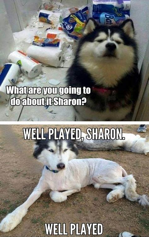 Dog Memes Evil Animal Jokes Funny Animal Memes Funny Dog Memes